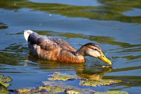 Waterbird bird animal photo