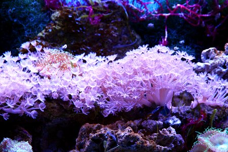 Marine aquarium reefs reef aquarium photo