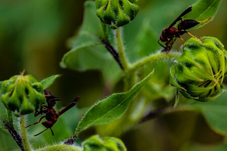 Bulb wing sting photo