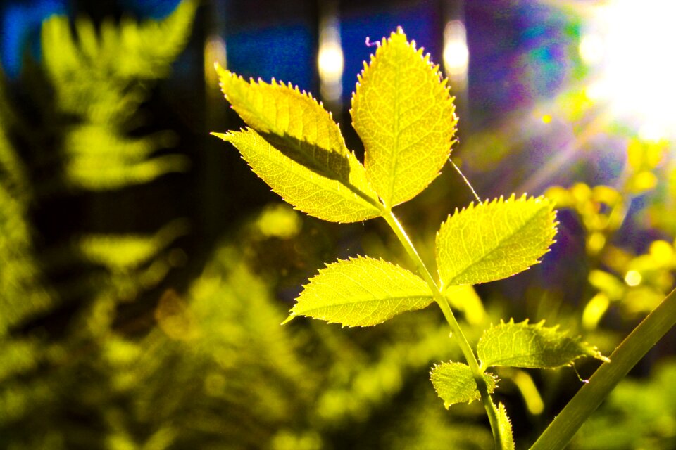 Plant spring bright