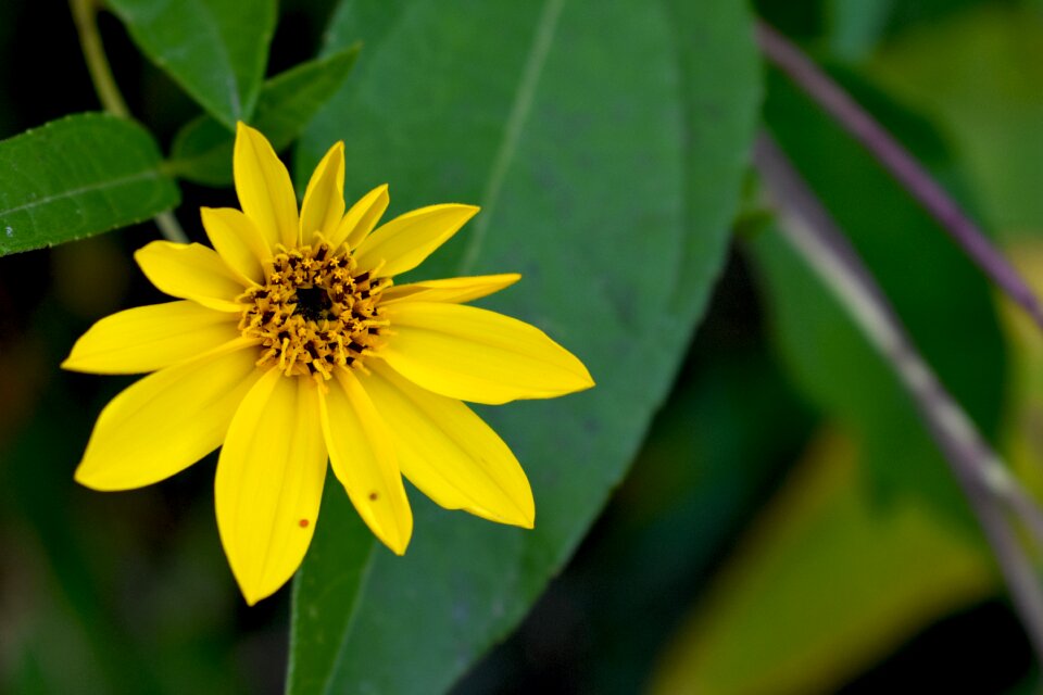 Sunflower flowers close-up