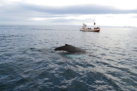Sea humpback ocean