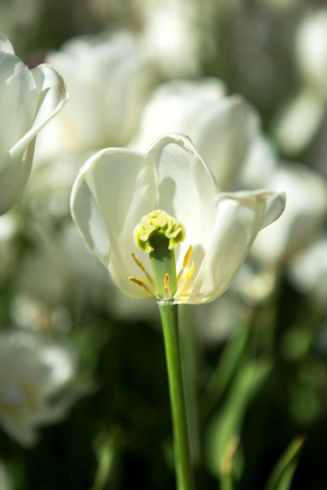 Flowers spring flower