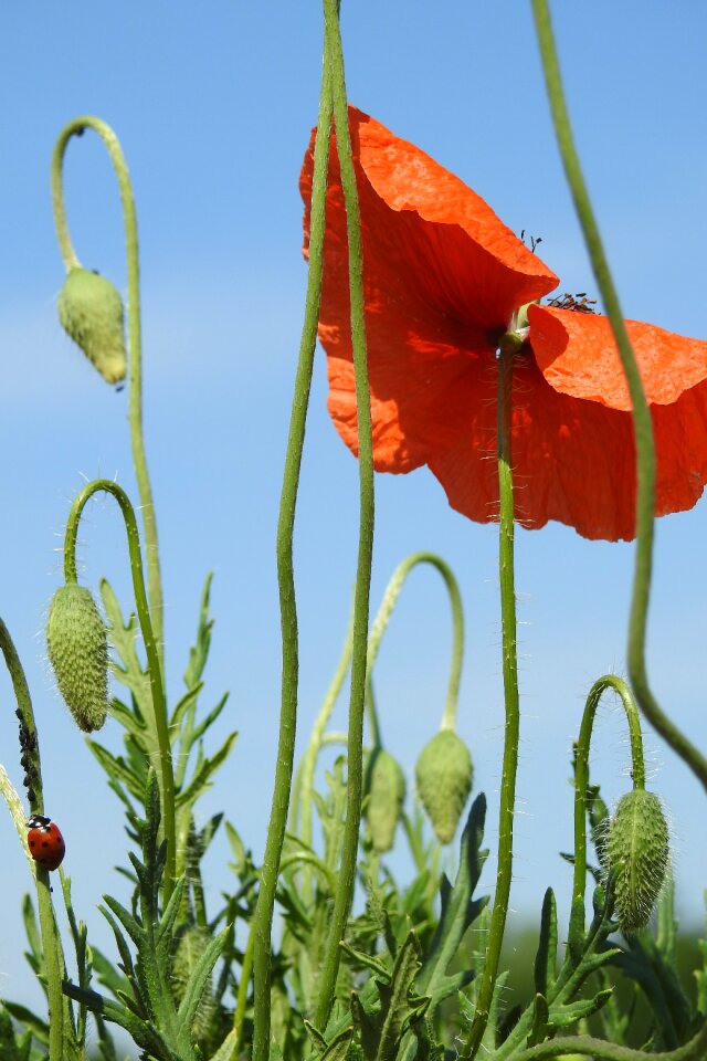 Flowers wildflowers meadow nature
