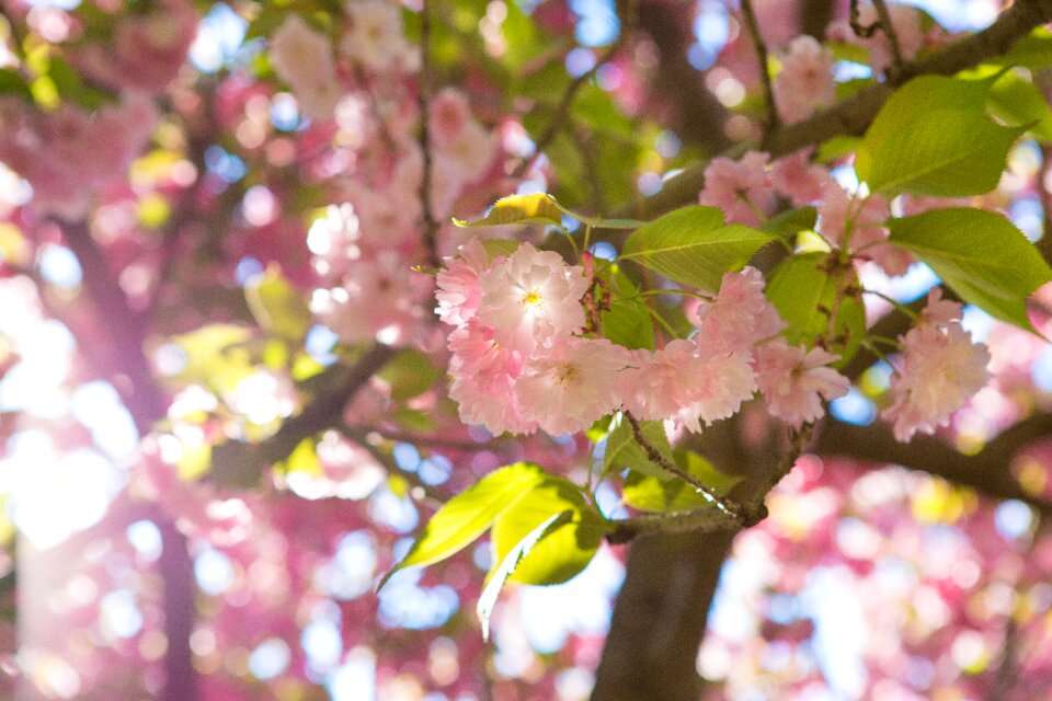 Cherry nature flowering tree photo