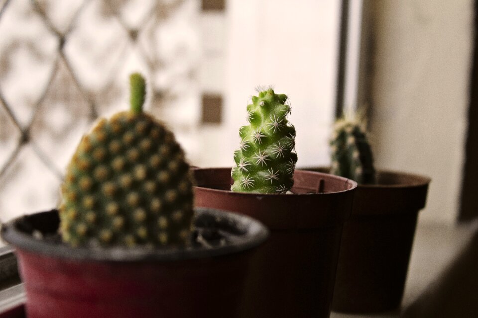 Botany cactus closeup