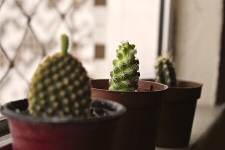 Botany cactus closeup photo