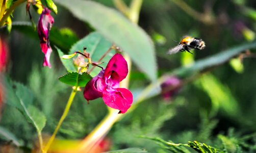 Work insect flower