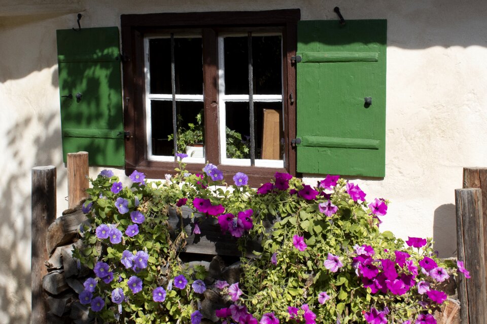 Window flowers shutters photo