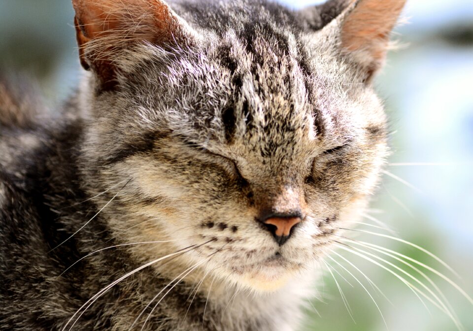 Stray mammal portrait