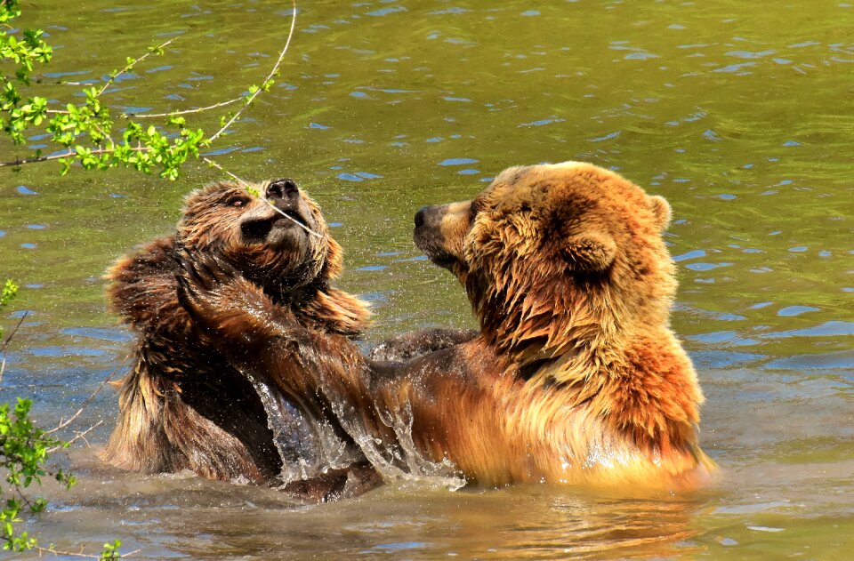 Brown bear nature park wild animal