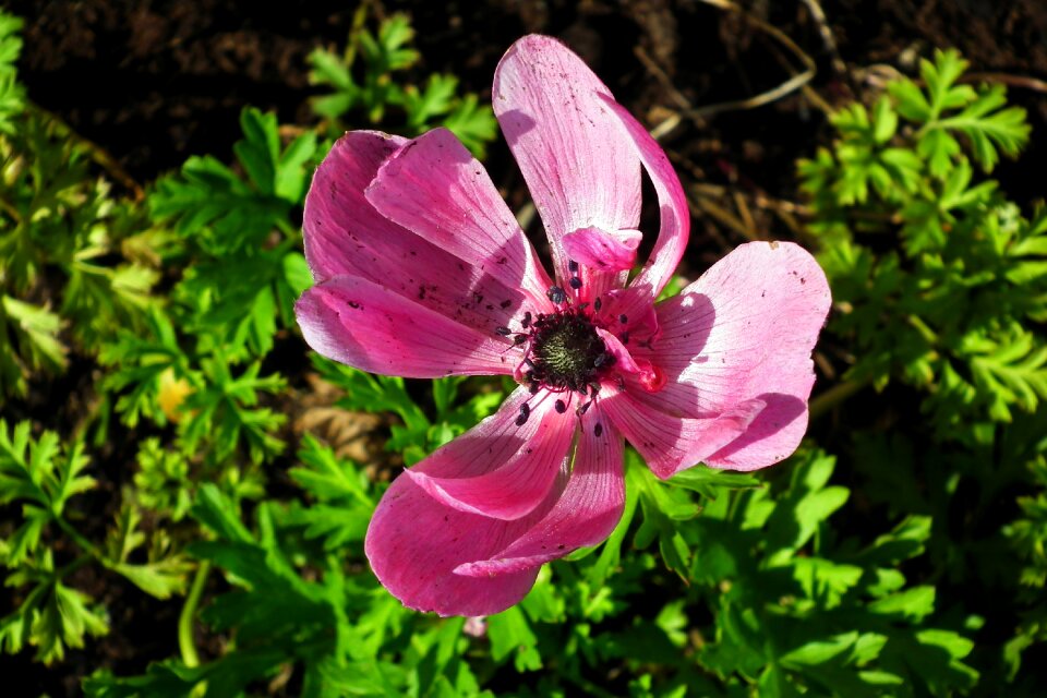 Garden spring nature