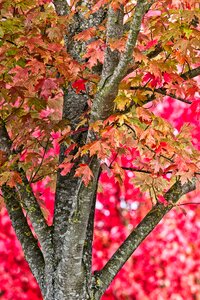 Red background leaves photo