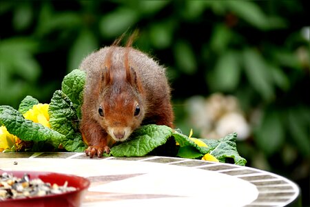 Squirrel sciurus vulgaris hunger photo