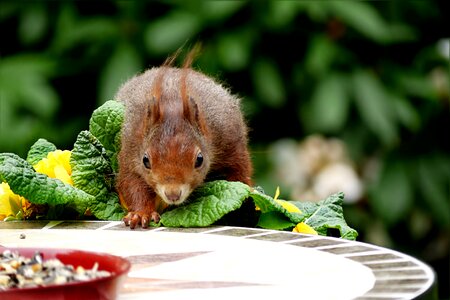 Squirrel sciurus vulgaris hunger