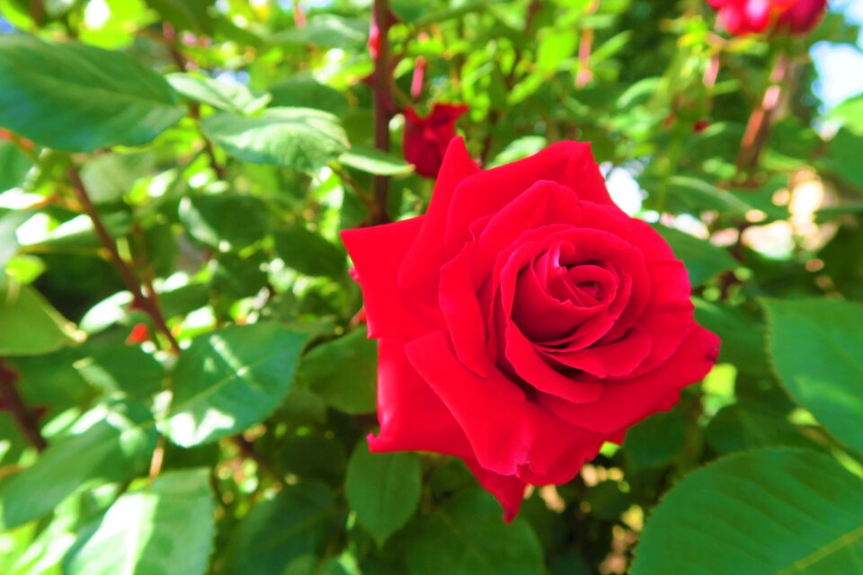 Flower plant love