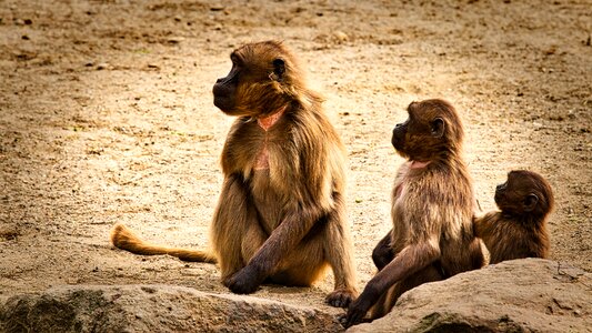 Monkey baby primates animal world photo