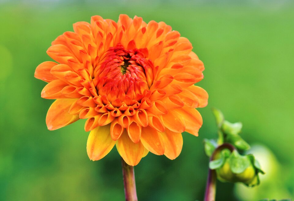 Arrangement bouquet bud