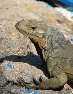Reptile iguana head photo
