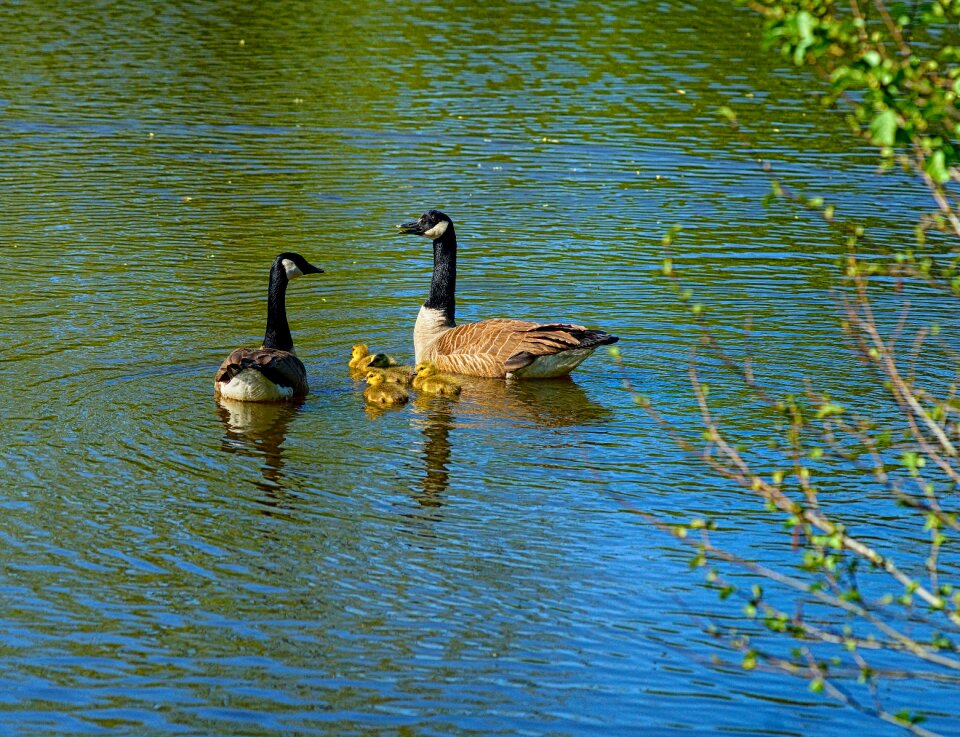 Lake animals nature