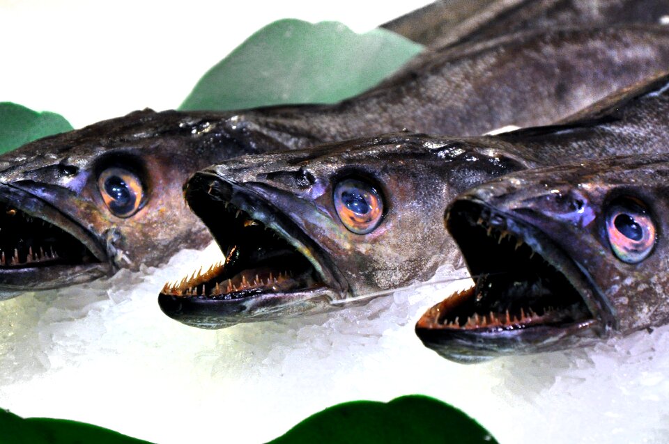 Fresh sea fish market