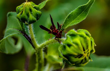 Bulb wing sting photo