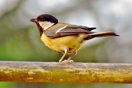 Small bird bill garden photo