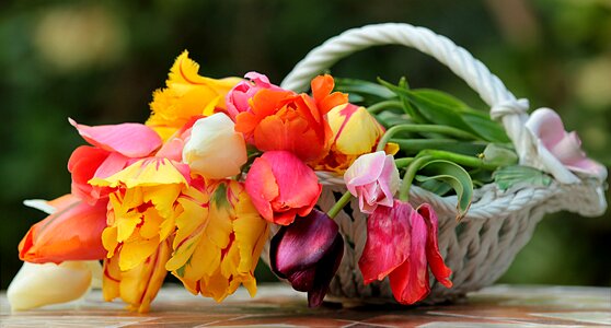 Tulip tulipa colorful photo