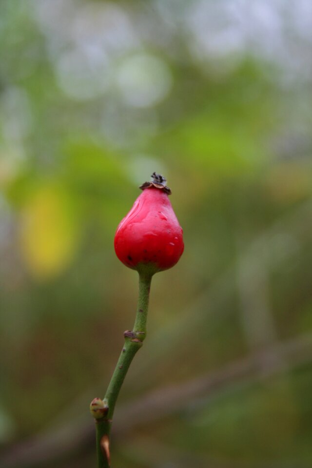 Foraging rose hips collecting rose hips preserving rose hips