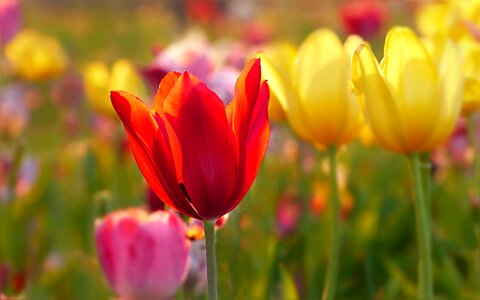 Tulipa colorful tulip field photo