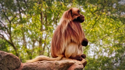 Primates animal world close up photo