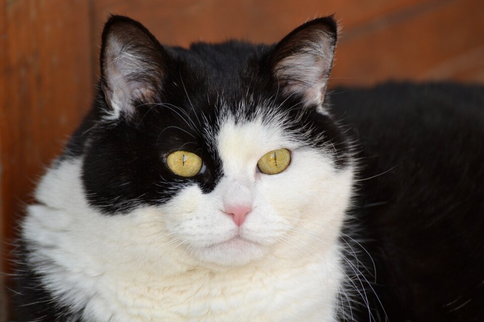 Portrait eyes fur