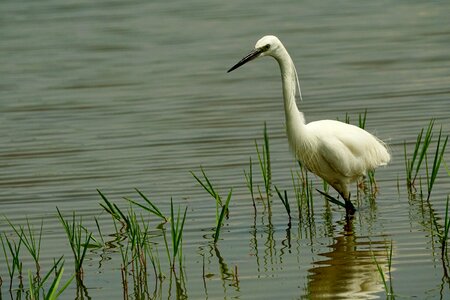 Bird egret waters photo
