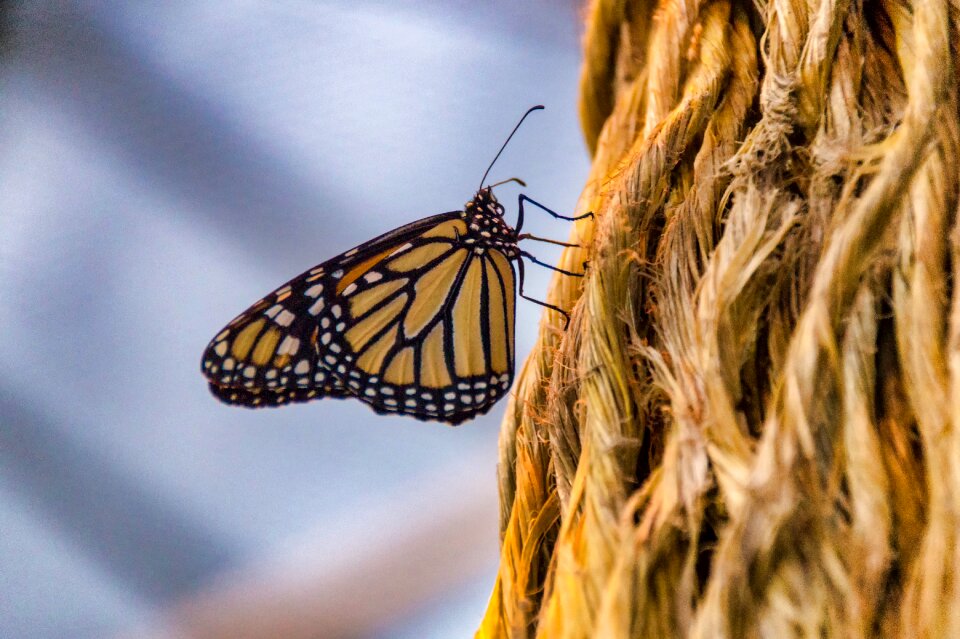 Butterfly close up insect