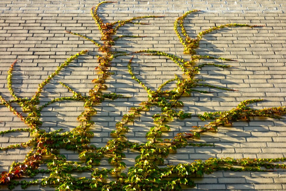 Creeper brick wall overgrown