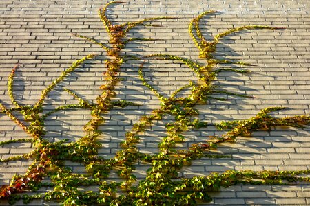 Creeper brick wall overgrown photo