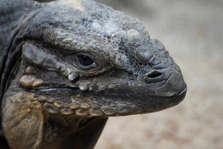 Komodowaran komododrache komodo monitor lizard