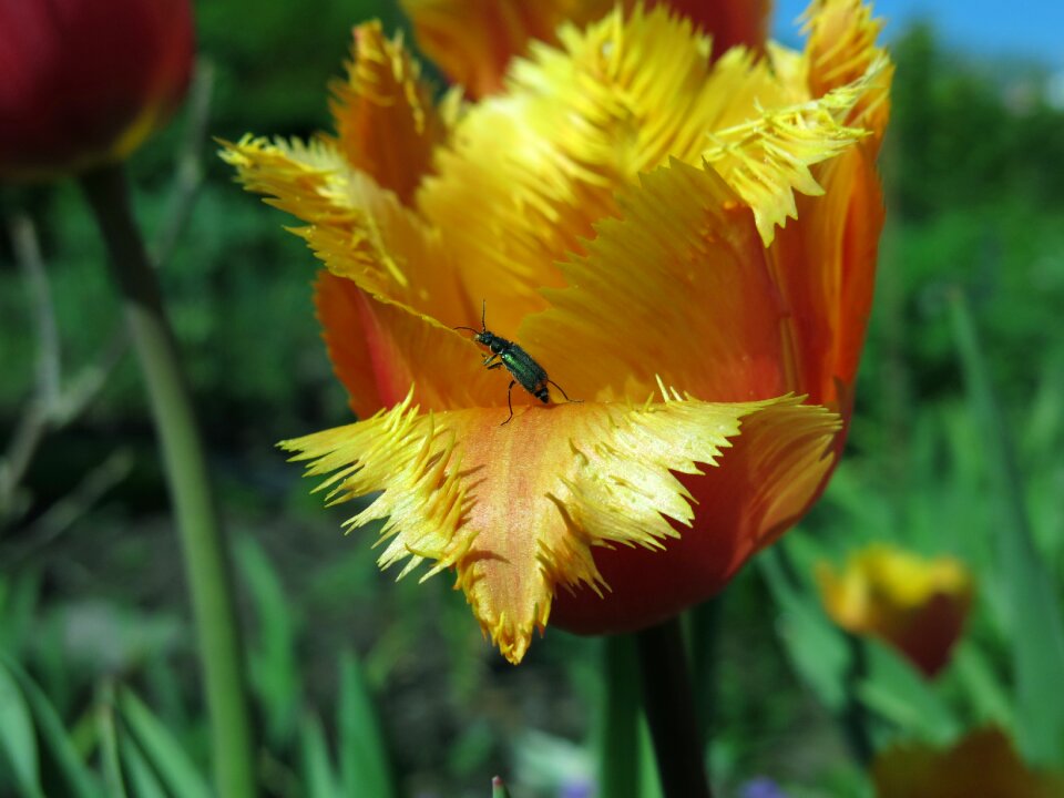 Crispa tulip fringed tulip tulip