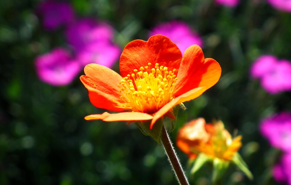 Maczek california spring nature