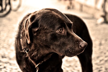 Animal portrait dog head