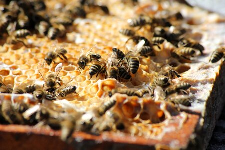 Beekeeping pollen beehive