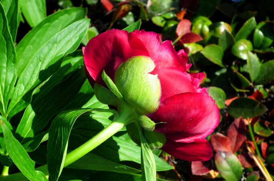 Spring garden nature