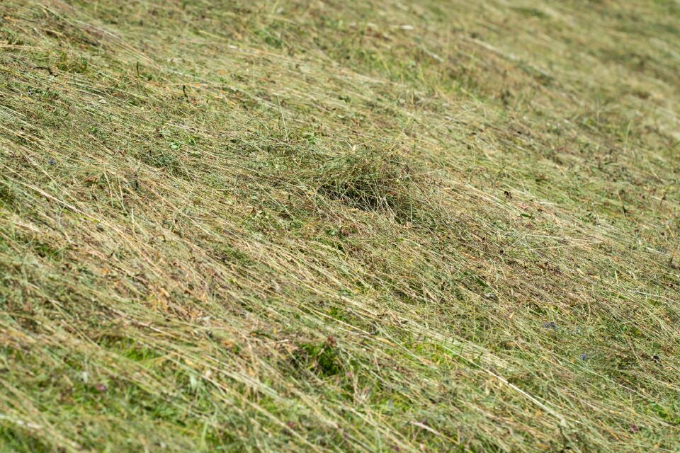 Grass geheut summer