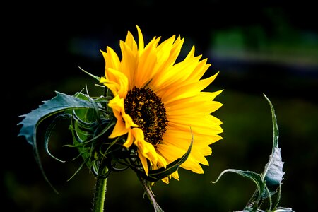 Yellow sunflower nature photo