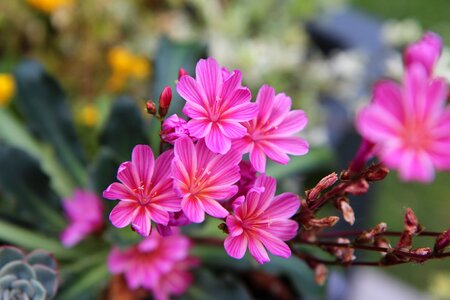 Flowering flowers fulfillment