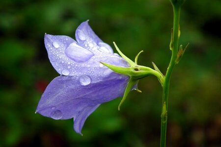 Closeup nature spring photo