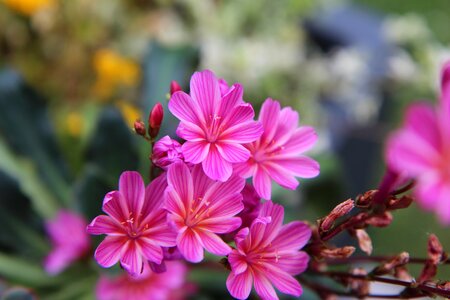 Flowering flowers fulfillment