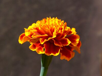 Flower nature plant