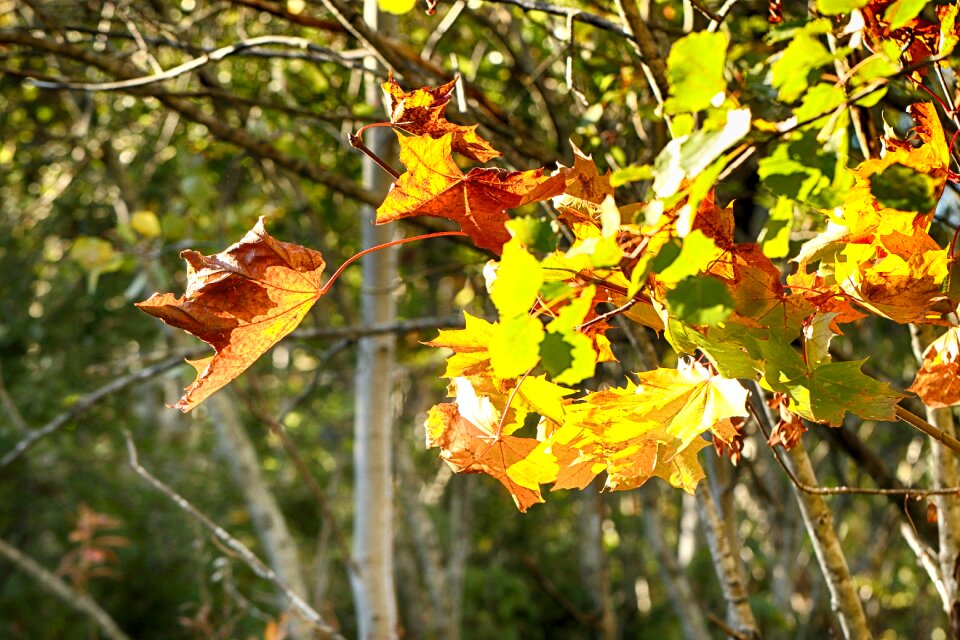 Tree fall nature