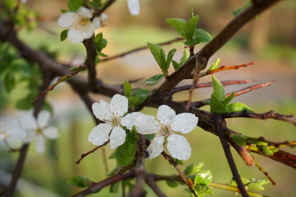 Rain chichewa spring fruit